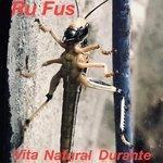 Слушать альбом - Vita natural durante (2018)