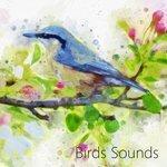 Слушать альбом - Birds Relaxation. Relaxing Music for Studying (2018)