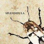 Splendidula (2018)