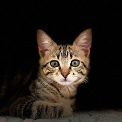Слушать альбом - Мяуканье котят kittens meowing Trap cat