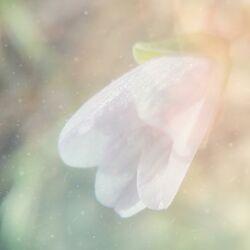 Слушать альбом - Blooming Spring