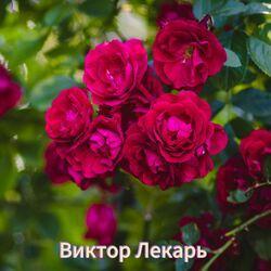Слушать альбом - Эти розы для тебя