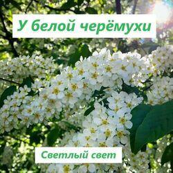 Слушать альбом - У белой черёмухи
