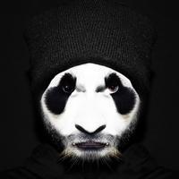 Pat Panda