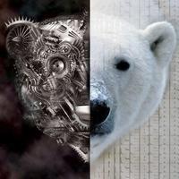 Whitebear