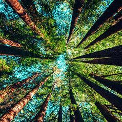 Nature Sounds