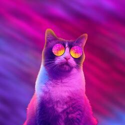 Cool Cat Society