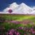 Blissful Harmony - Relaxing Mindfulness Meditation Relaxation Maestro