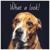 Doghood - Dog Music