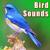 Altamira Oriole Bird Calls - Sound Ideas