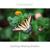 Relaxation - Focusing Music