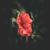 Never Ending Paradise - Enrique Flores