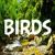 Excellent Garden Bird Sounds - Bird Sounds