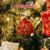 O Christmas Tree - Christmas Music