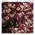 Clouds - New Politics