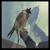 Interlude - Iceage