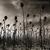 Opium - Dead Can Dance