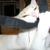 Relaxing Cat Purring - Acerting Art