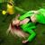 Greener - Taylor Acorn