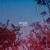 Wrong - Triticum