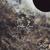 Hollow Coves - Firewoodisland