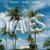 Waves - DALEXO