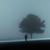 The Lonely Tree - Arier.