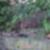 Fiumana - Pharao Bipolar