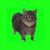 OIIA OIIA (Spinning Cat) - W&W