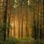 Forest No.2107 - First Dream