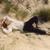 Lullaby - Jaakko Eino Kalevi