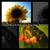 Nocturnes, Op. 9: No. 2 in E-Flat Major - Hamasaki vs Hamasaki