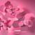 Flowers - Alena Roxis
