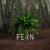 Fern - NLO22