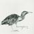 Cuckoo Wake up Call - Cosmo Sheldrake