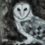 Owl Song - Cosmo Sheldrake