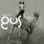 Arabian horse - GusGus