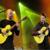 One For Shorty - Acoustic Alchemy