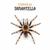 Tarantella - Forever 80
