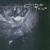 Cicely - Cocteau Twins