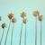 California Dreaming - Lunis