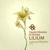 Lilium - Fausto Messina