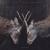 Atone - White Moth Black Butterfly