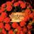 Burning Up Time - The Stranglers