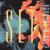 Sabar - Youssou N'Dour