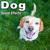 Two Mixed Breed-Adolescents Dogs Play Fighting - The Hollywood Edge Sound Effects Library