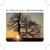 Dilaudid - the Mountain Goats