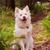 Bird Chirps (Sound Effect) - Sounds Dogs Love