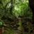 Selva - Ave Sanchez
