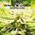 Indica Moon - Shivas Choice
